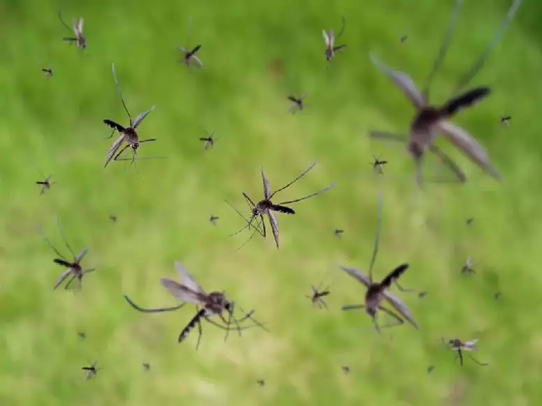 Mosquito control 