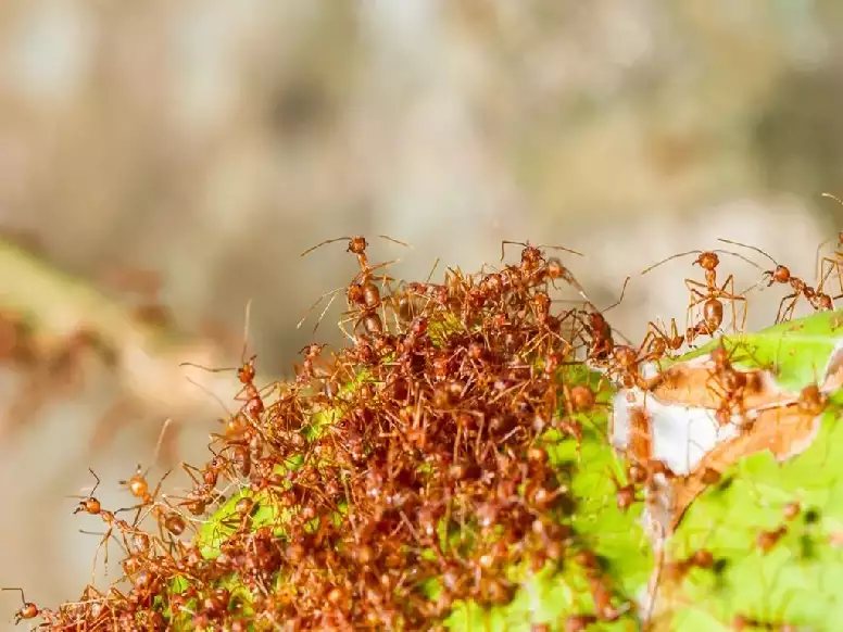fire ant control 