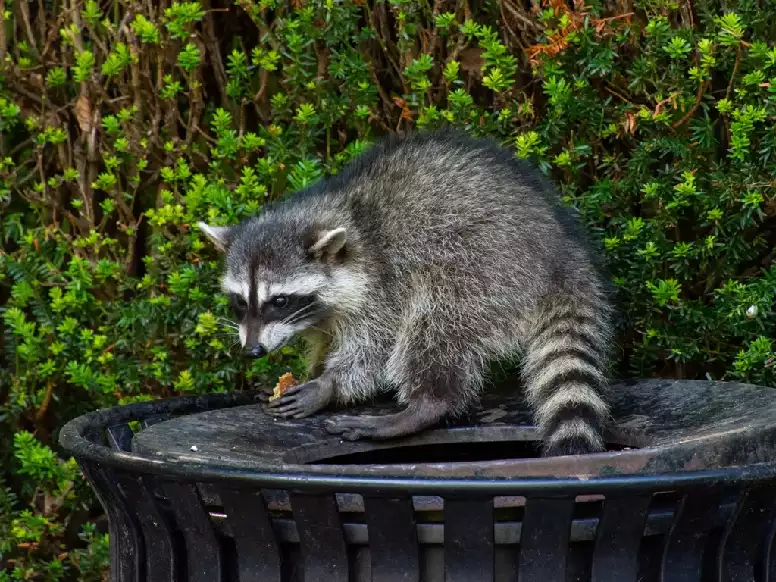 wildlife control 