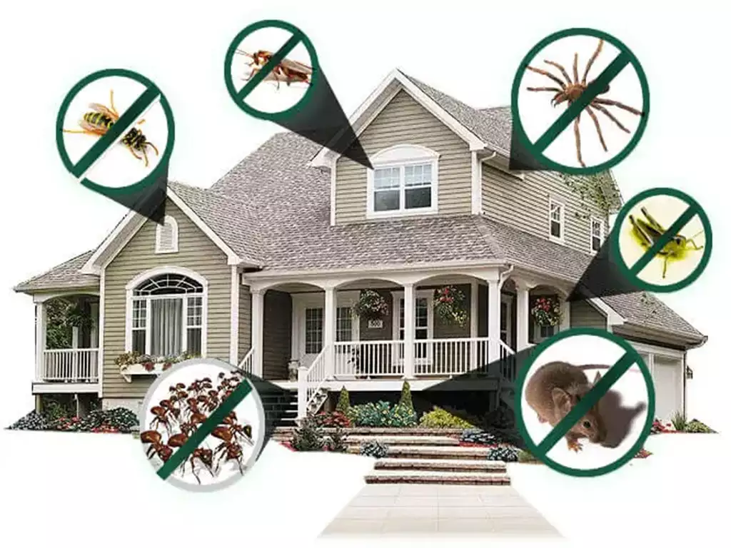 home pests locations